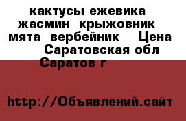 кактусы,ежевика, жасмин, крыжовник, мята, вербейник. › Цена ­ 70 - Саратовская обл., Саратов г.  »    